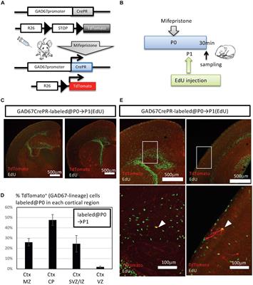 Characterization and Stage-Dependent Lineage Analysis of Intermediate Progenitors of Cortical GABAergic Interneurons